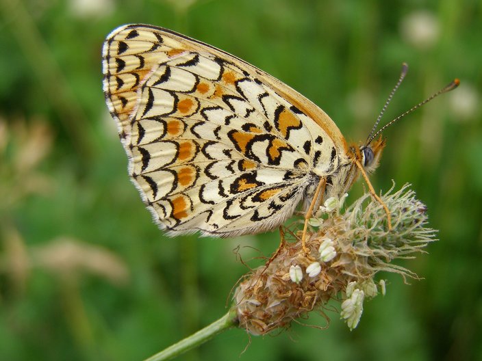 Butterflies of North Black-Sea Coast and Dobrudzha Area (Bulgaria)